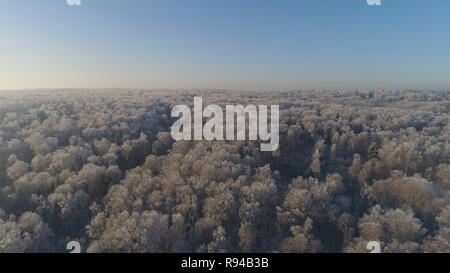 Luftbild Winter Landschaft Wald bedeckt Schnee, Frost. Gefrorene Äste mit Raureif im Winter Wald an einem sonnigen Tag Stockfoto