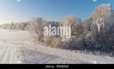 Luftbild Winter Landschaft Bäume mit Schnee im Land abgedeckt. Feld und Bäume im Winter Stockfoto