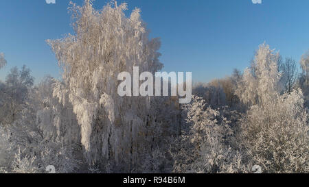 Luftbild Winter Landschaft Bäume mit Schnee im Land abgedeckt. Winter Forest an einem sonnigen Tag. Stockfoto