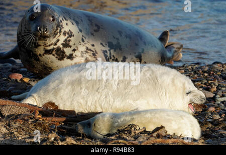 Ein Seal pup und ein Erwachsener auf den Farne Inseln vor der Küste von Northumberland, wo die National Trust hat gesagt, dass Atlantic grey Seal pup Zahlen einen neuen Rekord dank einer guten Versorgung mit Nahrung und Mangel an Raubtiere erreicht haben. Stockfoto