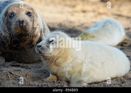 Ein Seal pup und ein Erwachsener auf den Farne Inseln vor der Küste von Northumberland, wo die National Trust hat gesagt, dass Atlantic grey Seal pup Zahlen einen neuen Rekord dank einer guten Versorgung mit Nahrung und Mangel an Raubtiere erreicht haben. Stockfoto