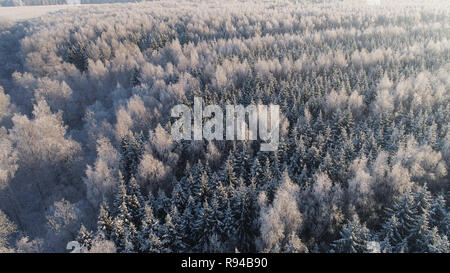 Luftbild Winter Landschaft Wald bedeckt Schnee, Frost. Gefrorene Äste mit Raureif im Winter Wald an einem sonnigen Tag Stockfoto