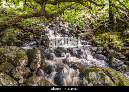 Barrow Beck fließt unter den Bäumen in der Nähe von Ashness Brücke im Nationalpark Lake District, England. Stockfoto