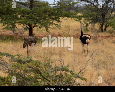 Eine Herde Strauße im Meru Nationalpark, Kenia Stockfoto