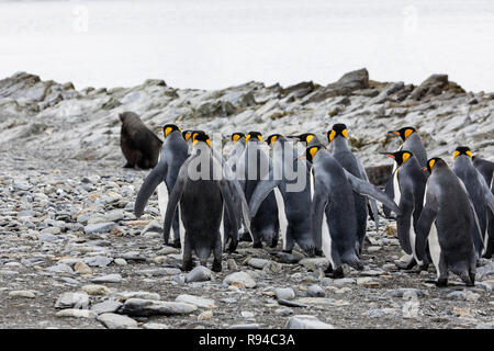 Eine Gruppe von königspinguine sind zusammen auf einem Kieselstrand auf Fortuna Bay, South Georgia, Antarktis Stockfoto