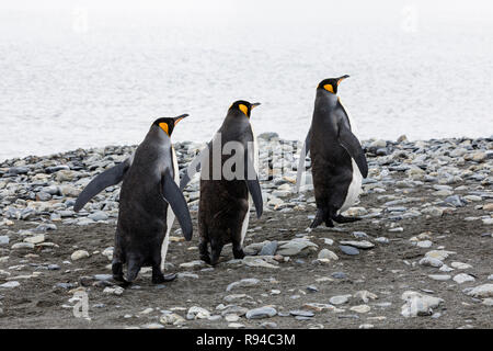 Drei Königspinguine läuft in einer Reihe über dem Kiesstrand auf Fortuna Bay, South Georgia, Antarktis Stockfoto