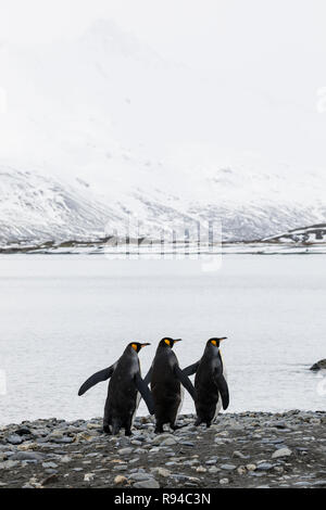 Drei Königspinguine läuft in einer Reihe über dem Kiesstrand auf Fortuna Bay, South Georgia, Antarktis Stockfoto