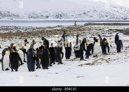 Eine Gruppe von königspinguine sind gemeinsam auf Fortuna Bay, South Georgia, Antarktis Stockfoto
