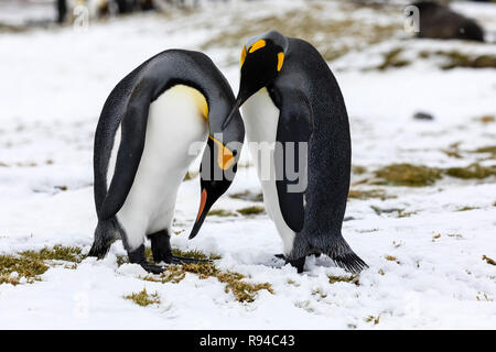 Ein in der Liebe Königspinguin paar Austausch Zärtlichkeit auf Fortuna Bay, South Georgia, Antarktis Stockfoto