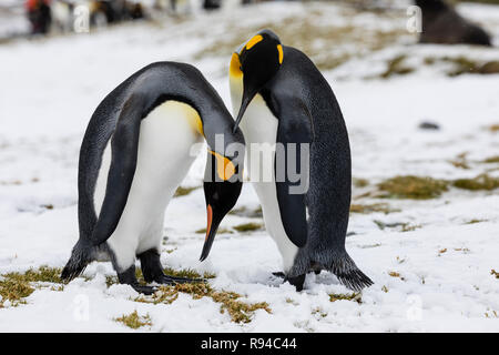 Ein in der Liebe Königspinguin paar Austausch Zärtlichkeit auf Fortuna Bay, South Georgia, Antarktis Stockfoto