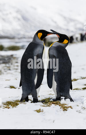 Ein in der Liebe Königspinguin paar Austausch Zärtlichkeit auf Fortuna Bay, South Georgia, Antarktis Stockfoto