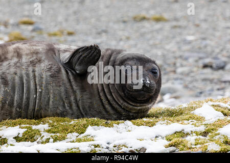 Eine nette junge südlichen Elephant seal ruht auf der Pebble Beach auf Fortuna Bay, South Georgia, Antarktis Stockfoto