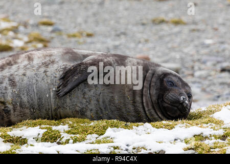 Eine nette junge südlichen Elephant seal ruht auf der Pebble Beach auf Fortuna Bay, South Georgia, Antarktis Stockfoto