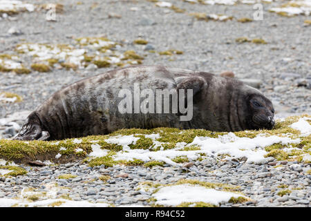 Eine nette junge südlichen Elephant seal ruht auf der Pebble Beach auf Fortuna Bay, South Georgia, Antarktis Stockfoto