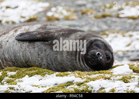 Eine nette junge südlichen Elephant seal ruht auf der Pebble Beach auf Fortuna Bay, South Georgia, Antarktis Stockfoto