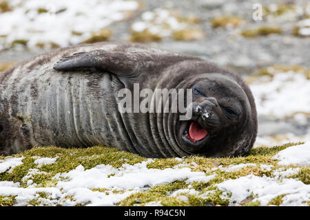 Eine nette junge südlichen Elefant gähnt auf Fortuna Bay, South Georgia, Antarktis Stockfoto