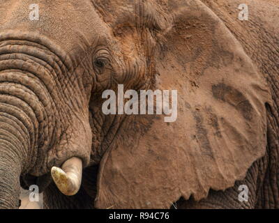 Ein Afrikanischer Elefant in der Samburu National Reserve, Kenia Stockfoto