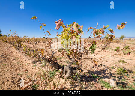 Cluster von grüne Weintrauben, die in verdorrten Reben Zweig der Weinberg hängen, im Winter oder Herbst, in Kastilien, Spanien, Europa Stockfoto
