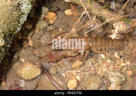 Weiß - dohlenkrebs (Austropotamobius pallipes) in einem flachen Stream, Gloucestershire, UK. Stockfoto