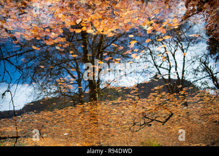 Reflexion der blauen Himmel und Bäume, im Herbst Blätter gerahmt Stockfoto