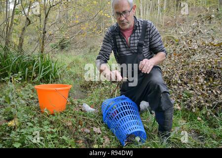 Weiß - dohlenkrebs (Austropotamobius pallipes) unter Lizenz in eine Falle für die Translokation zu einer Website frei von eingeführt Signal Crayfish, UK gefangen Stockfoto