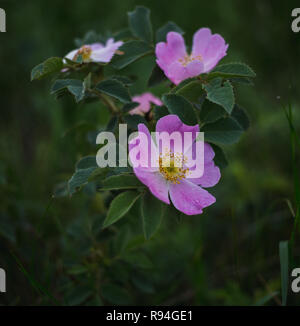 Rosa Canina mit auch bekannt als Dog Rose hat großen, rosa oder fünf blättrige Blüten Stockfoto