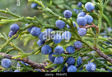 Southern Red Cedar Zweig anzeigen junge Laub, mit Erwachsenen fleischigen Blau weiblichen Zapfen' Juniperus silicicola'. Stockfoto