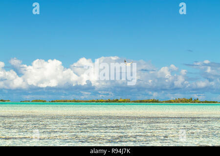 Vögel von Rangiroa Atoll, Tuamotu Islands, Französisch-Polynesien. Stockfoto