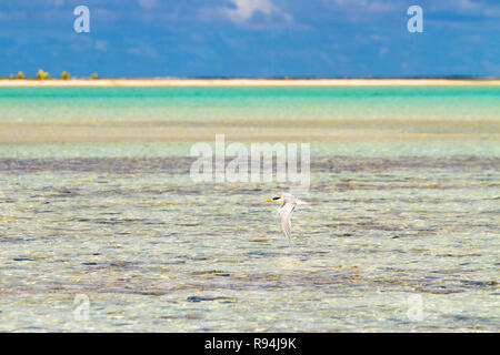 Vögel von Rangiroa Atoll, Tuamotu Islands, Französisch-Polynesien. Stockfoto