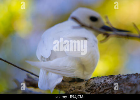 Vögel von Rangiroa Atoll, Tuamotu Islands, Französisch-Polynesien. Stockfoto