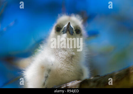 Vögel von Rangiroa Atoll, Tuamotu Islands, Französisch-Polynesien. Stockfoto