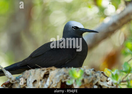 Vögel von Rangiroa Atoll, Tuamotu Islands, Französisch-Polynesien. Stockfoto