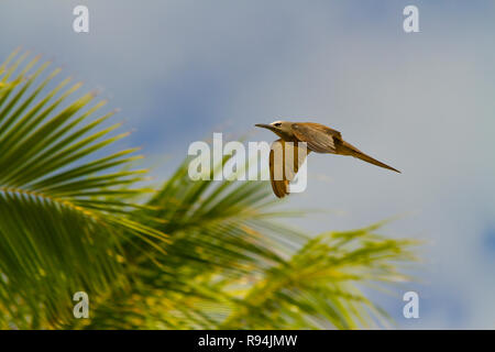 Vögel von Rangiroa Atoll, Tuamotu Islands, Französisch-Polynesien. Stockfoto