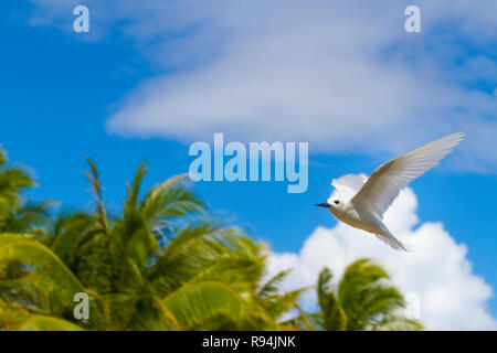 Vögel von Rangiroa Atoll, Tuamotu Islands, Französisch-Polynesien. Stockfoto