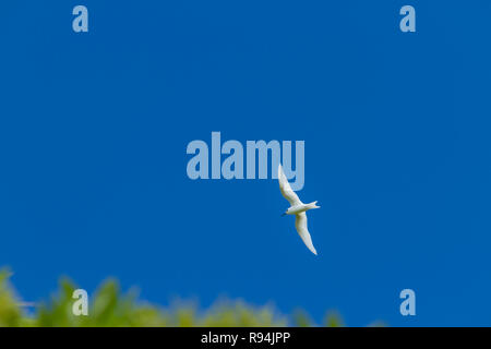 Vögel von Rangiroa Atoll, Tuamotu Islands, Französisch-Polynesien. Stockfoto