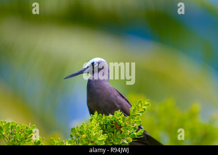 Vögel von Rangiroa Atoll, Tuamotu Islands, Französisch-Polynesien. Stockfoto