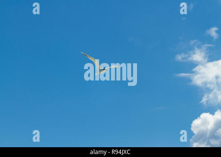 Vögel von Rangiroa Atoll, Tuamotu Islands, Französisch-Polynesien. Stockfoto