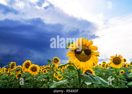 Sonnenblumenfeld mit ein frohes Sonnenblume mit Sonnenbrille Stockfoto