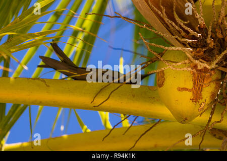 Vögel von Rangiroa Atoll, Tuamotu Islands, Französisch-Polynesien. Stockfoto