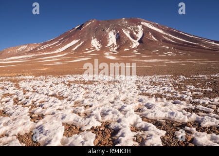 Juriques Vulkan - Fauna der Anden Eduardo Avaroa National Reserve, Bolivien. Uyuni Stockfoto