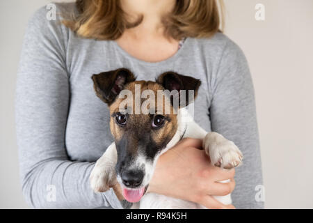 Süße kleine Fox Terrier Welpen in weibliche Hände. Portrait von reinrassigen Hund von einer Frau im Studio Hintergrund gehalten Stockfoto