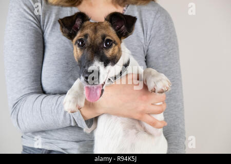 Süße kleine Fox Terrier Welpen in weibliche Hände. Portrait von reinrassigen Hund von einer Frau im Studio Hintergrund gehalten Stockfoto