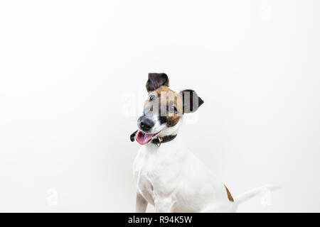 Intelligente Welpen auf weißem Hintergrund niedlich, Vorderansicht. Smooth Fox Terrier Hund in isolierten studio Hintergrund sitzen Stockfoto