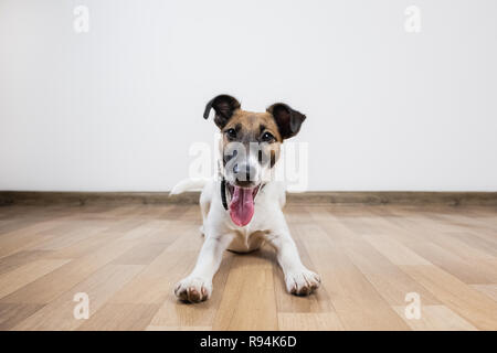 Nett und lustig Smooth Fox Terrier Welpen legt auf dem Boden. Junger Hund zu Hause posieren in weißen Hintergrund innen ausgebildet Stockfoto