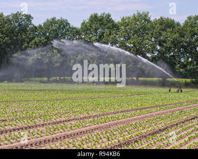 Sprinkler bewässern ein Gemüse Feld in der Elbmarsch, Niedersachsen, Deutschland. Stockfoto