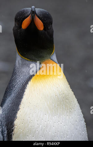 South Georgia, Gold Harbour aka Gold Harbour. Detail der Regentropfen auf Königspinguin (Aptenodytes patagonicus) Stockfoto