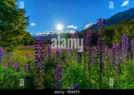 Lupinen auf einer Wiese in der Sonne über den Bergen, fiordland, Southland, Neuseeland Stockfoto