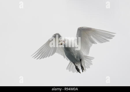 Südgeorgien, Cooper Bay. Snowy Sheathbill im Flug aka American Sheathbill (Chionis albus) Stockfoto