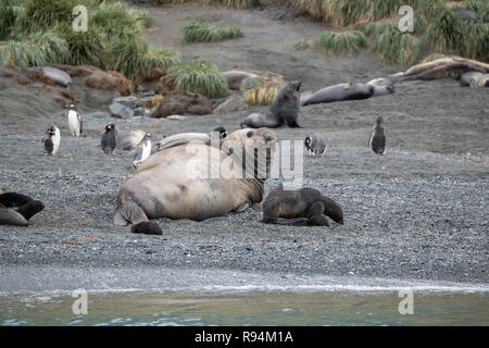 Südgeorgien, Cooper Bay. Tierwelt entlang der felsigen Küste mit einer Vielzahl von Arten, einschließlich Antarktische Pelzrobben mit Welpen. Stockfoto