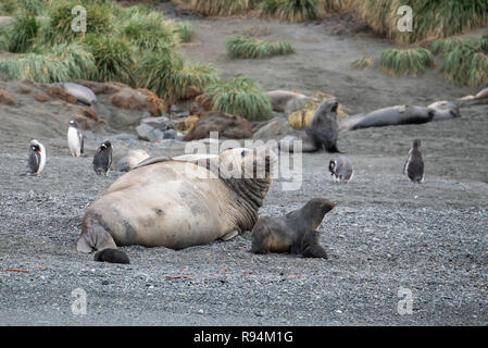 Südgeorgien, Cooper Bay. Tierwelt entlang der felsigen Küste mit einer Vielzahl von Arten, einschließlich Antarktische Pelzrobben mit Welpen. Stockfoto